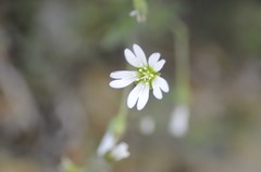 Cerastium alpinum