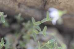 Cerastium alpinum