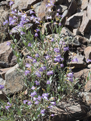 Penstemon azureus