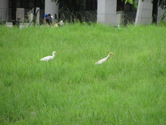 Bubulcus ibis