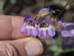 Penstemon azureus