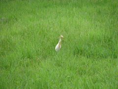 Bubulcus ibis