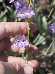 Penstemon azureus