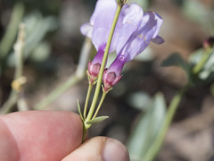 Penstemon azureus