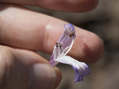 Penstemon azureus