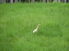 Bubulcus ibis