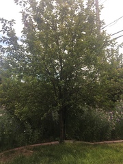 Peraphyllum ramosissimum