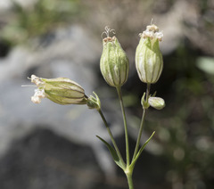 Silene douglasii