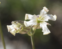 Silene douglasii