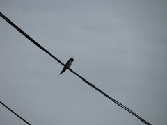 Hirundo rustica