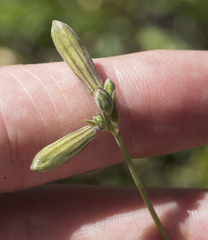 Silene douglasii
