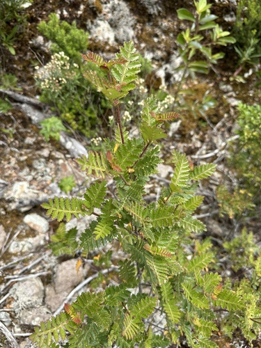 Image of Weinmannia trichosperma by (c) Matt Berger, some rights reserved (CC BY)
