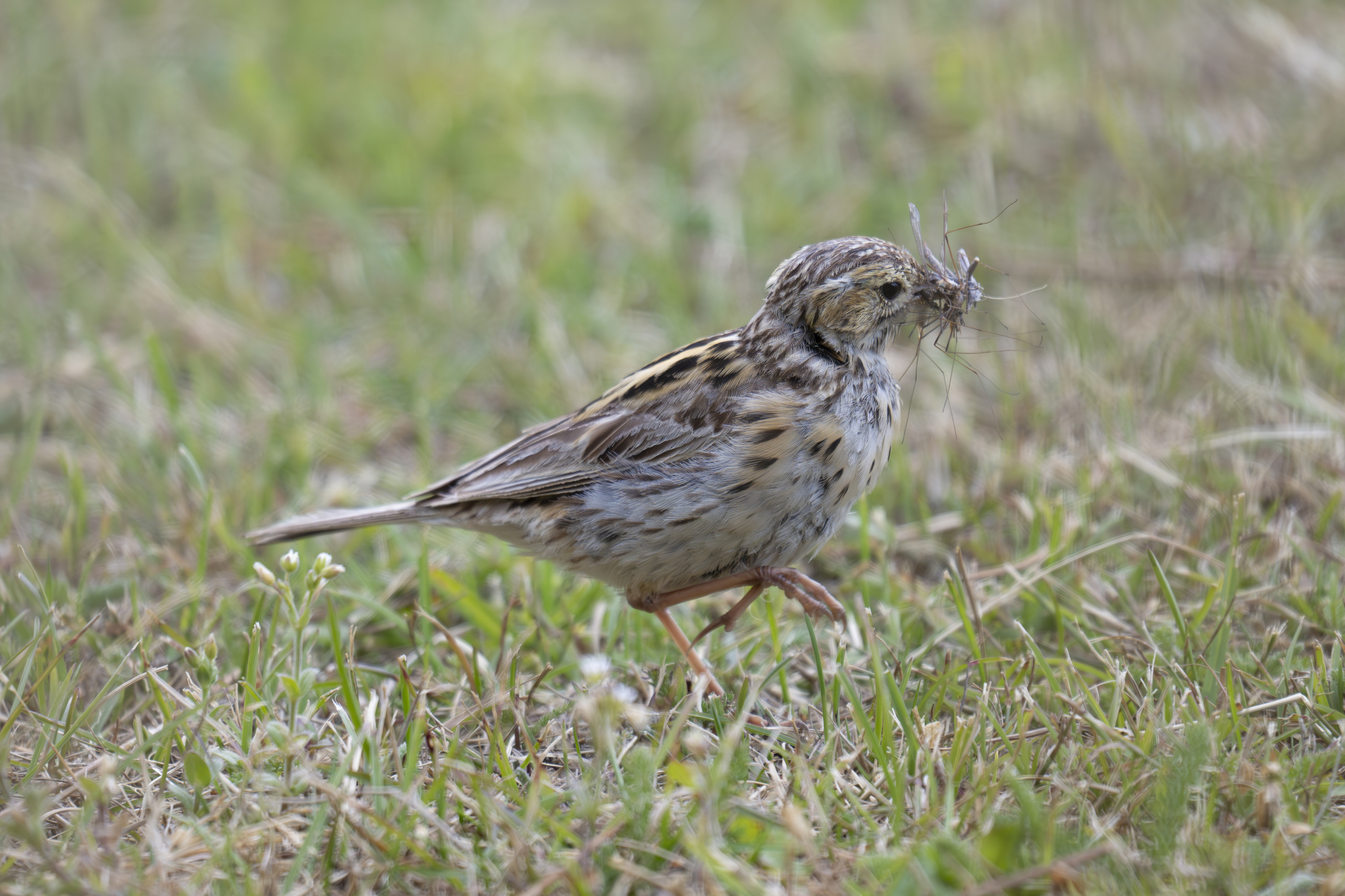 Correndera Pipit (Anthus correndera), photo 8