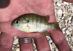 Lepomis aquilensis