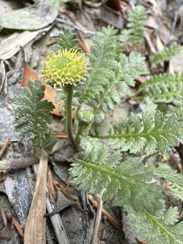Image of Buttonweed (Leptinella scariosa) by (c) Matt Berger, some rights reserved (CC BY)