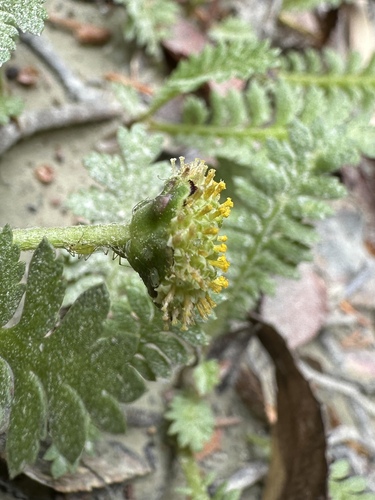 Image of Buttonweed (Leptinella scariosa) by (c) Matt Berger, some rights reserved (CC BY)
