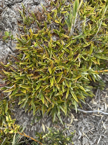 Astelia pumila (Astelia pumila)