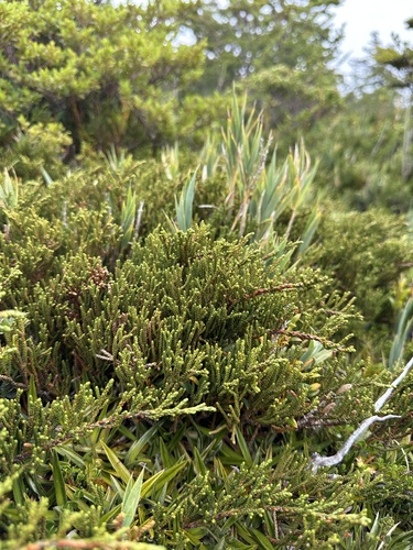 Image of Chilean Rimu (Lepidothamnus fonkii) by (c) Matt Berger, some rights reserved (CC BY)