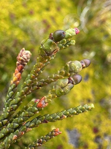 Lepidothamnus fonkii, photograph 6