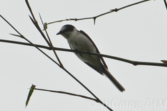 Pericrocotus divaricatus