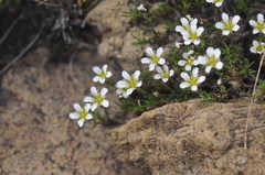 Cherleria marcescens