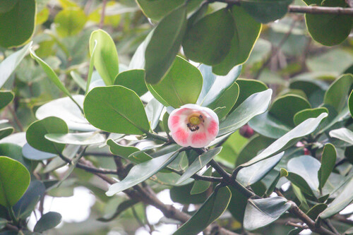 Scotch attorney (Clusia rosea)