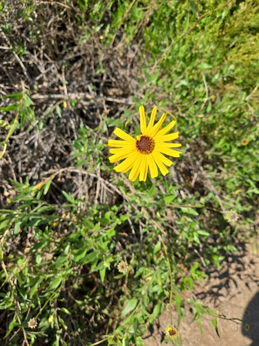iNaturalist observation photo of California brittlebush