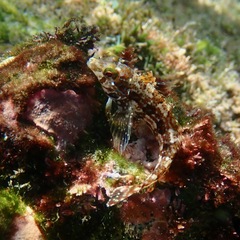 Zaca Blenny photo 2