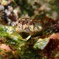 Zaca Blenny photo 3