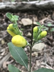 Aureolaria virginica