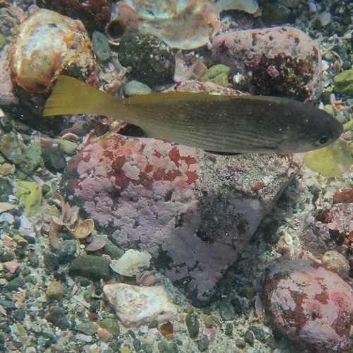 Vacuocua croaker (Corvula macrops) — Sciaenidae — 5