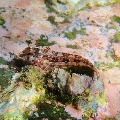 Zaca Blenny photo 1