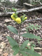 Aureolaria virginica