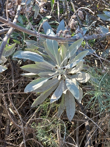 iNaturalist observation photo of white sage