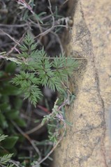 Conioselinum chinense