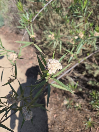 iNaturalist observation photo of mule fat