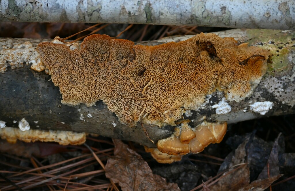 Deer-colored Trametes from Harbison State Forest, Columbia, SC, USA on ...