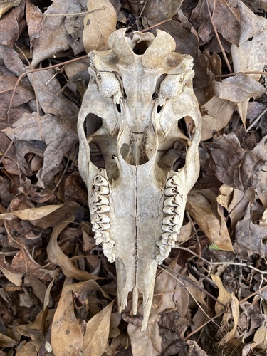 White-tailed Deer photographed in South Carolina