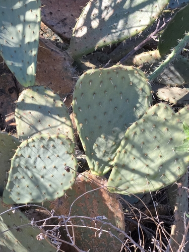 iNaturalist observation photo of Prickly Pears