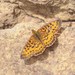 Boloria myrina terraenovae - Photo (c) Jack Farley, algunos derechos reservados (CC BY-NC), subido por Jack Farley