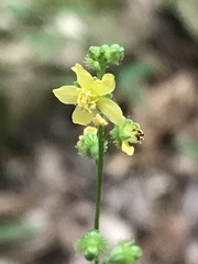 Agrimonia microcarpa