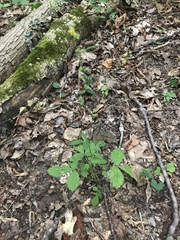 Agrimonia microcarpa
