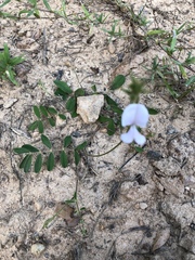 Tephrosia spicata