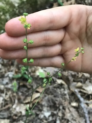 Agrimonia microcarpa