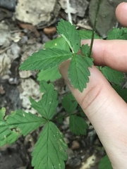 Agrimonia microcarpa