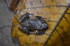 Eleutherodactylus cystignathoides