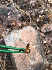 Polistes arizonensis
