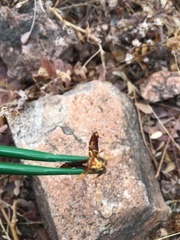 Polistes arizonensis