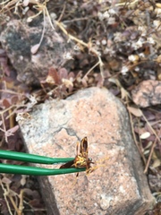 Polistes arizonensis