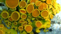 Xanthomendoza montana